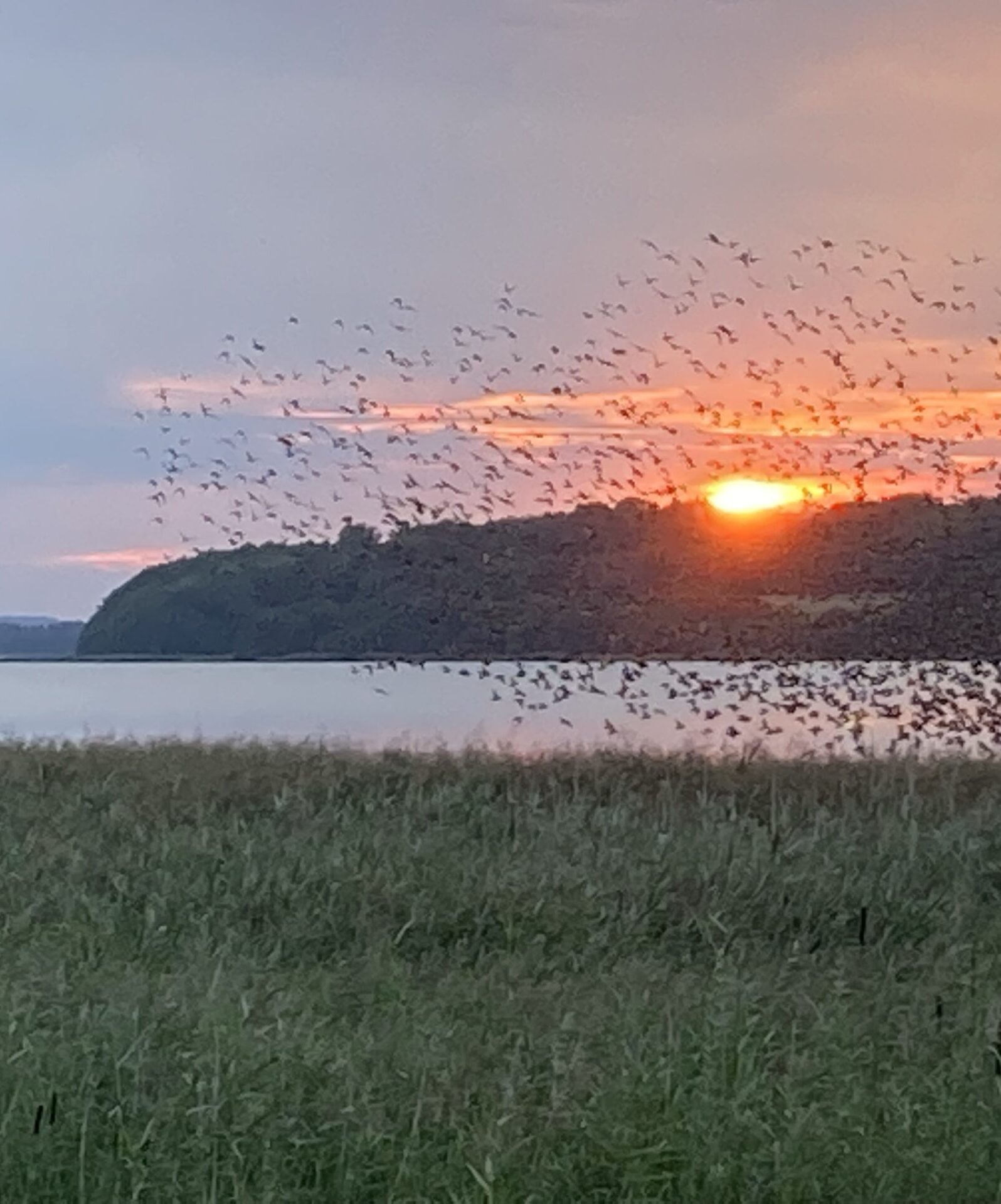 Read more about the article Det blev den tørreste december siden 2011 – og Mossø står lavt