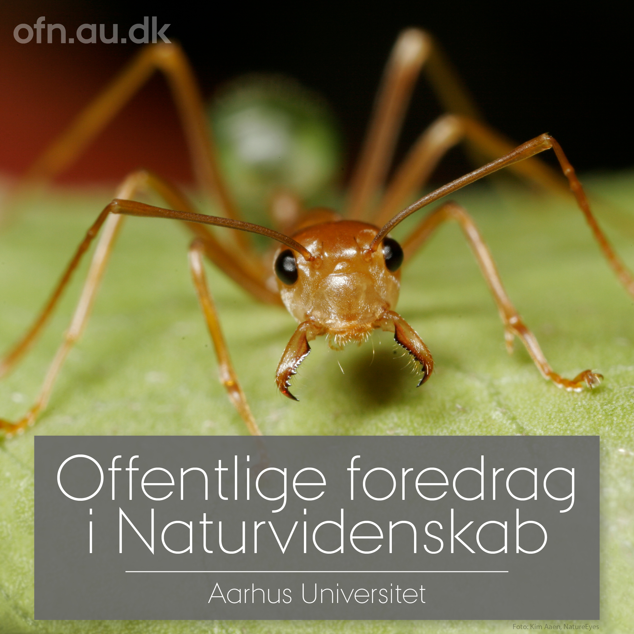 Read more about the article Efterårets foredrag starter med insekter