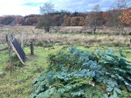 Naturvenlige juletræer og pyntegrønt på Hedeager