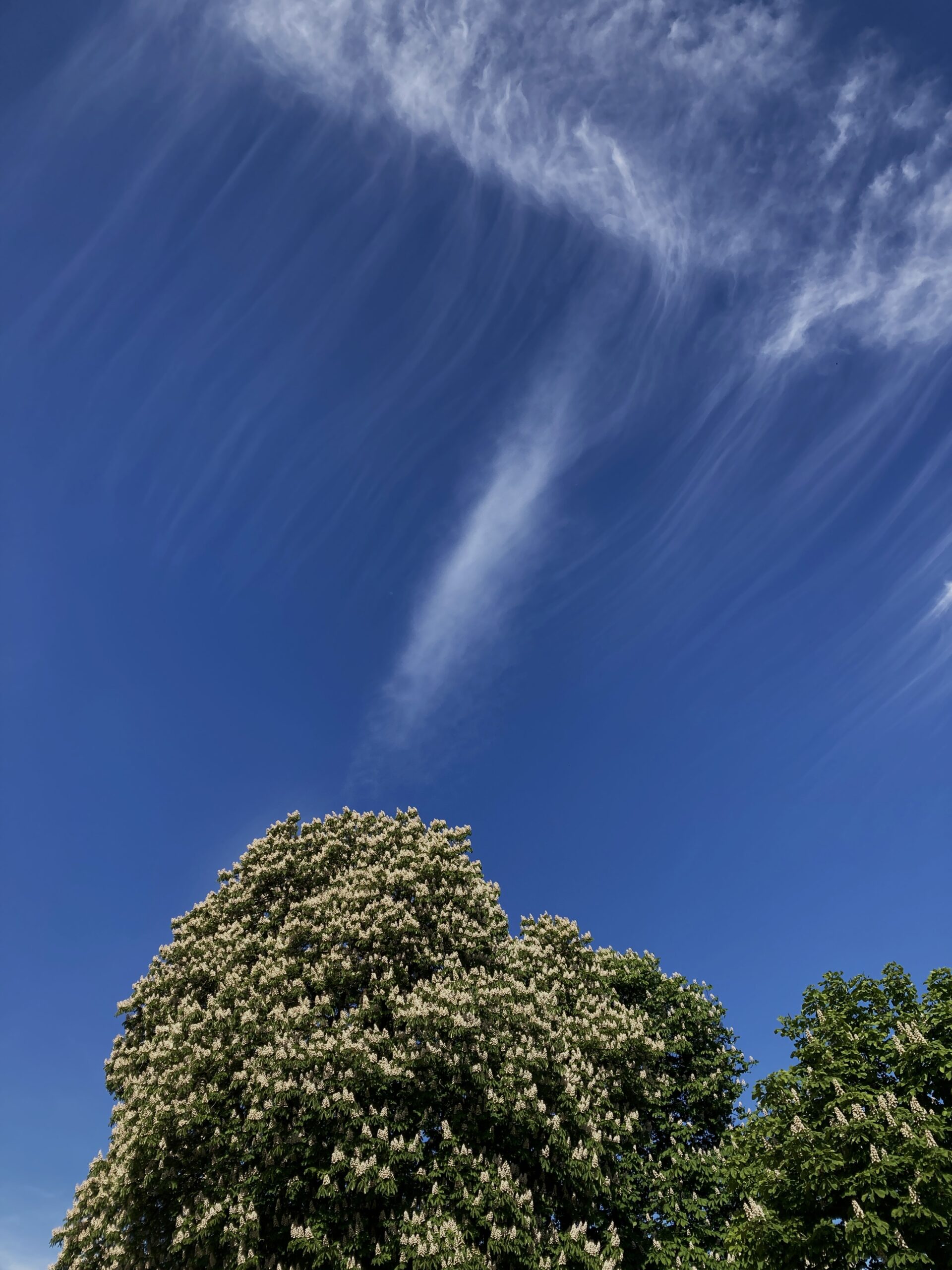 Read more about the article Kastanjeblomster og jetstrømme