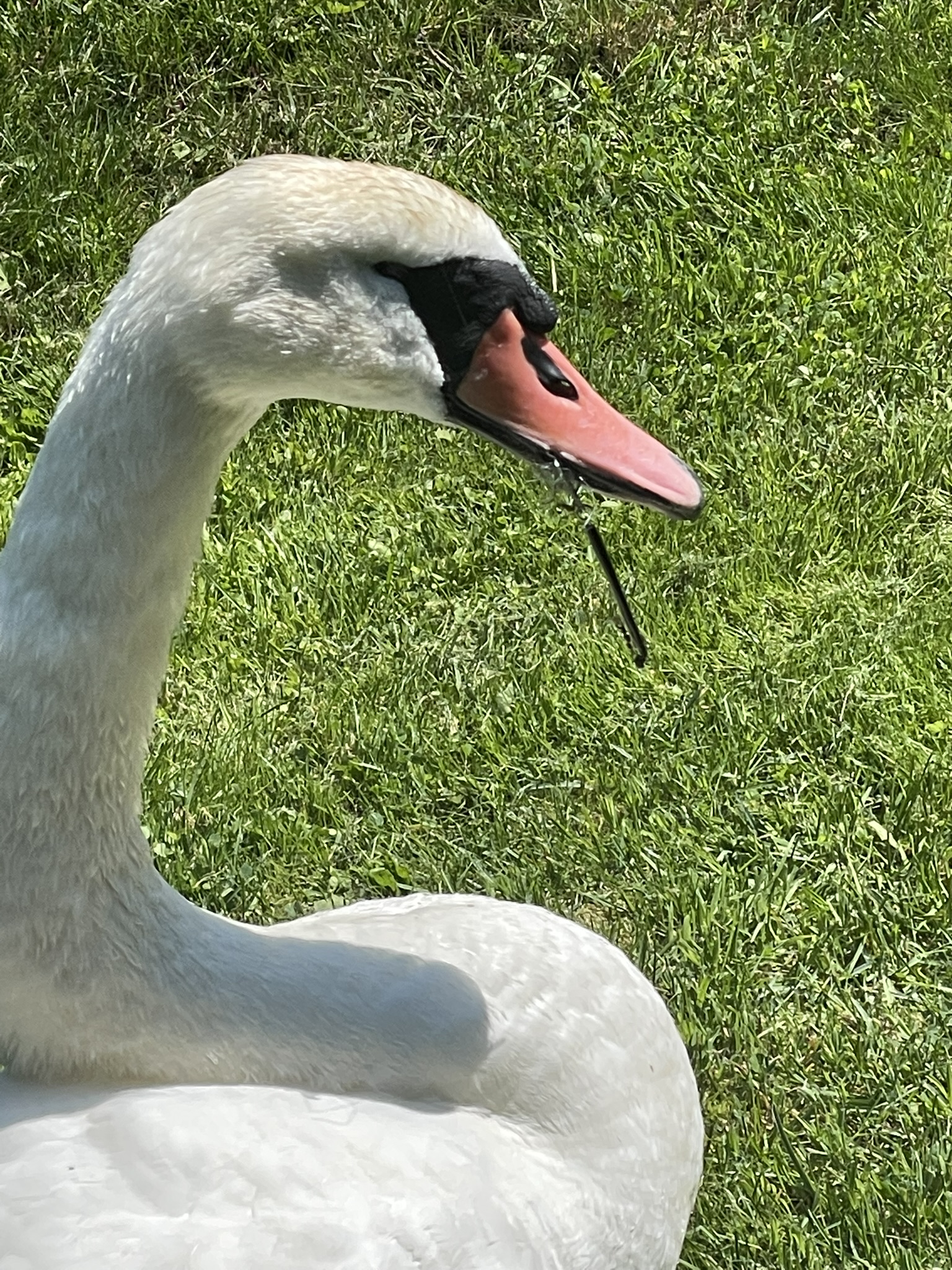 Read more about the article Svane-drama ved Mossø: Hvad en fiskekrog kan forårsage