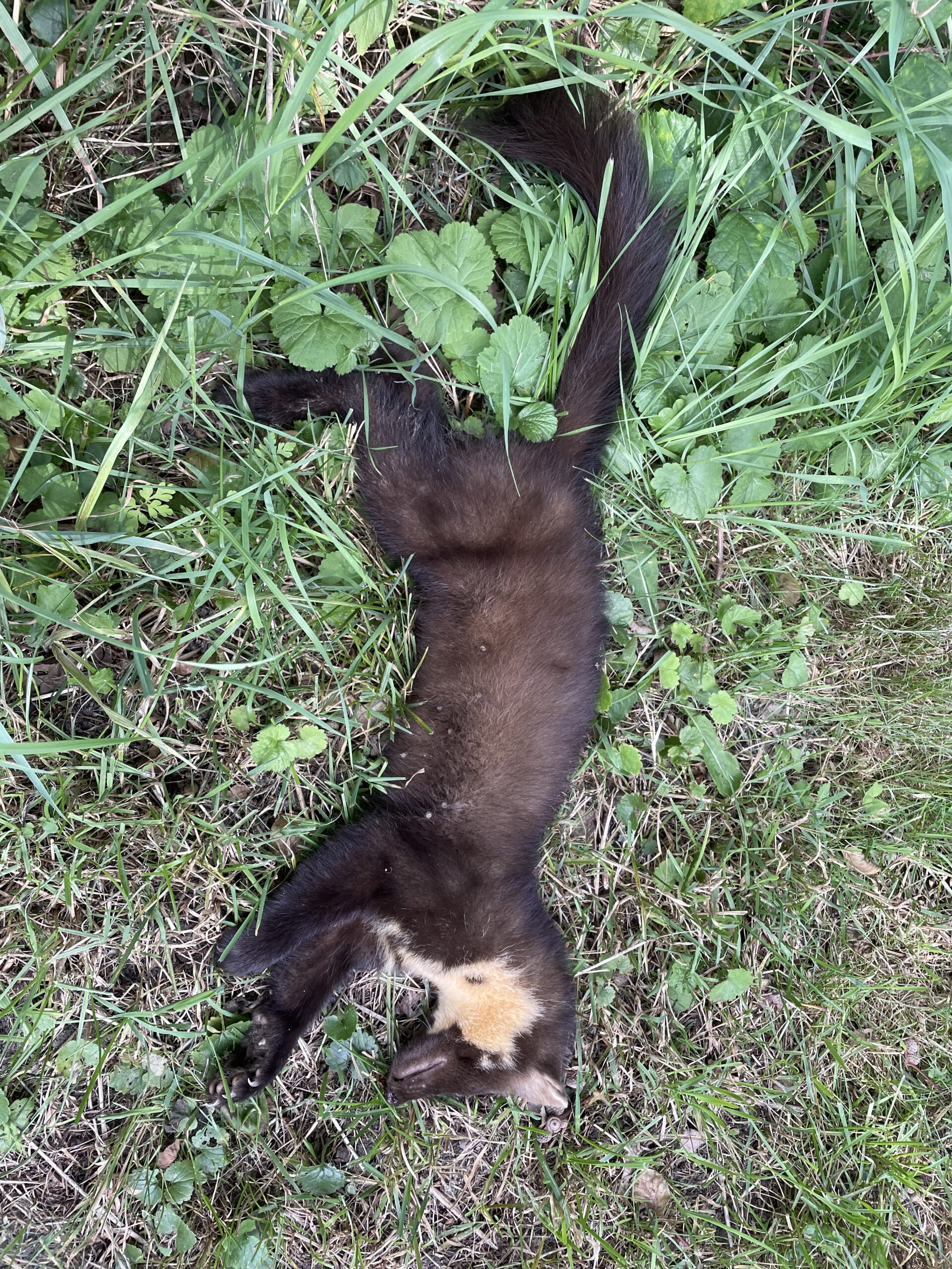 Read more about the article … har du forresten hørt …