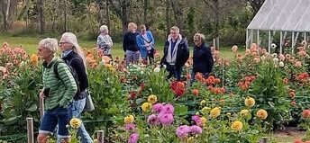 You are currently viewing Åben georginehave – ekstranummer i Boes