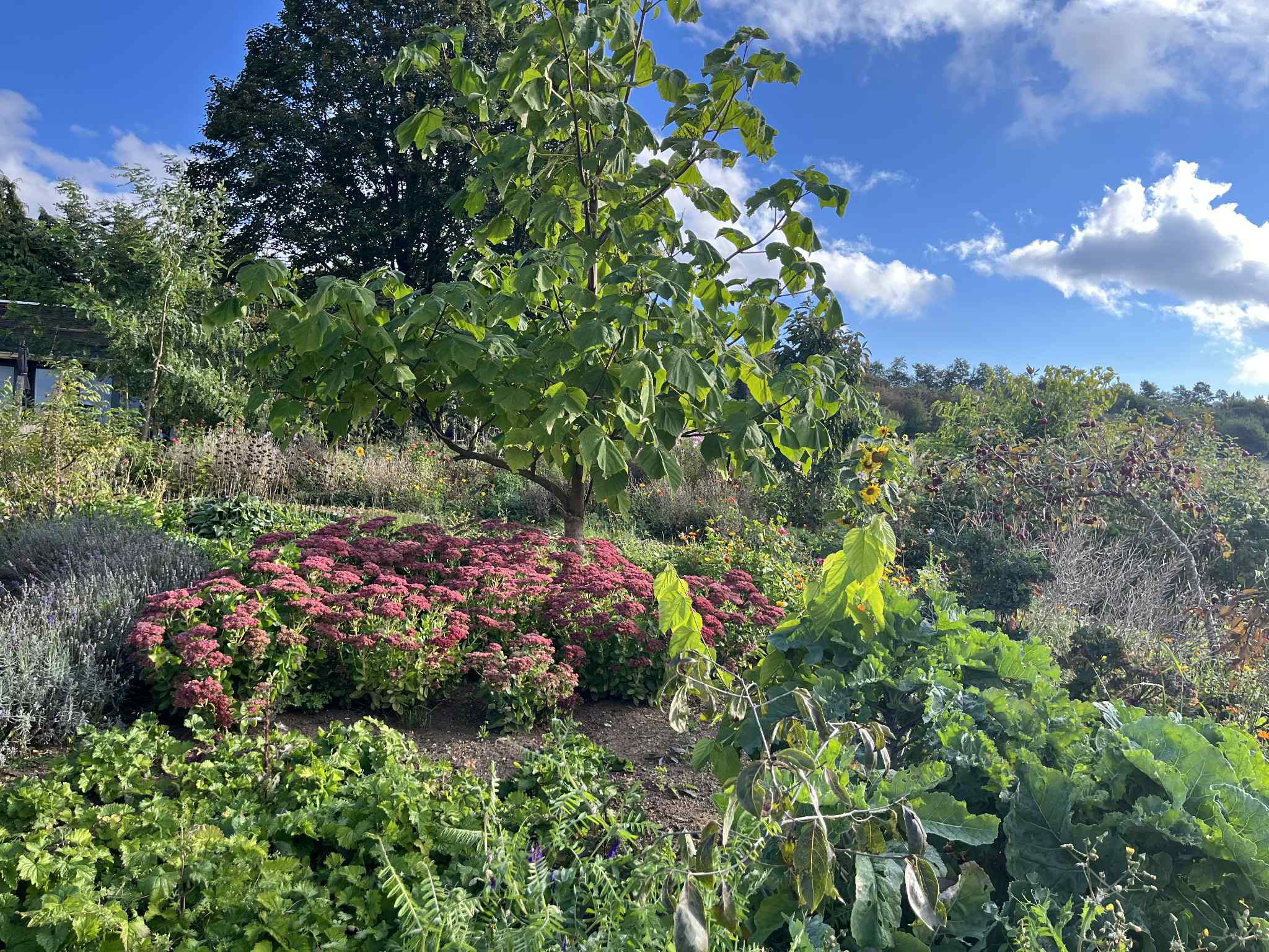 Read more about the article Havevandring og stiklinge-deling i Ellas have