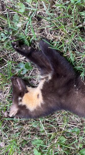 Flertal på 3-2 for, at det var en skovmår