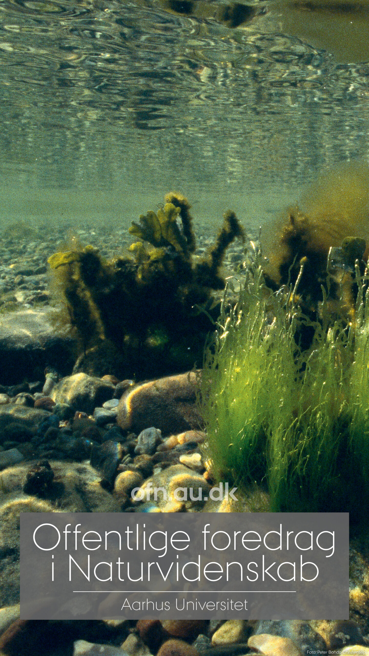 You are currently viewing Havets kollaps og vejen tilbage