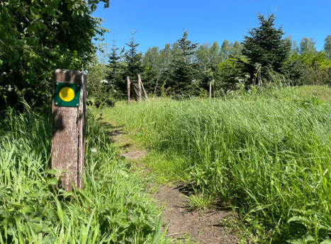 Read more about the article Husk at bruge stierne omkring Alken – og kun stierne