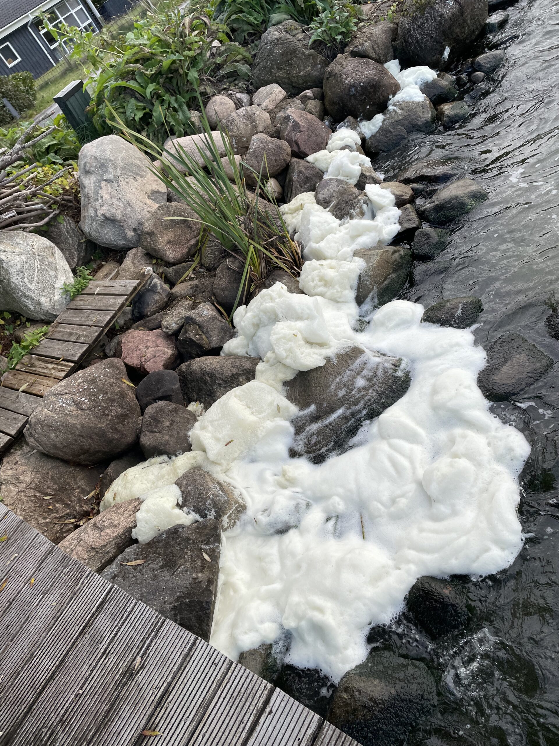 Read more about the article Ikke flødeskum men proteinskum i Mossø