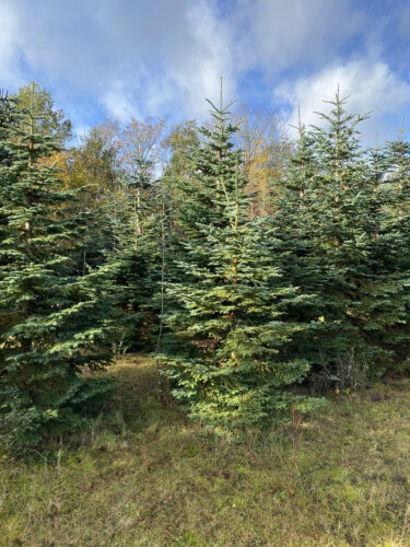 Åh, her lugter godt af gran