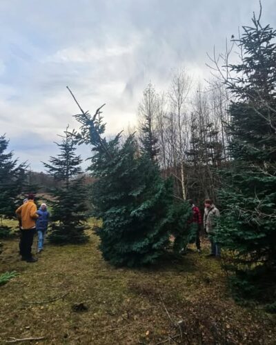 Det flotteste træ på Hede Ager Krog