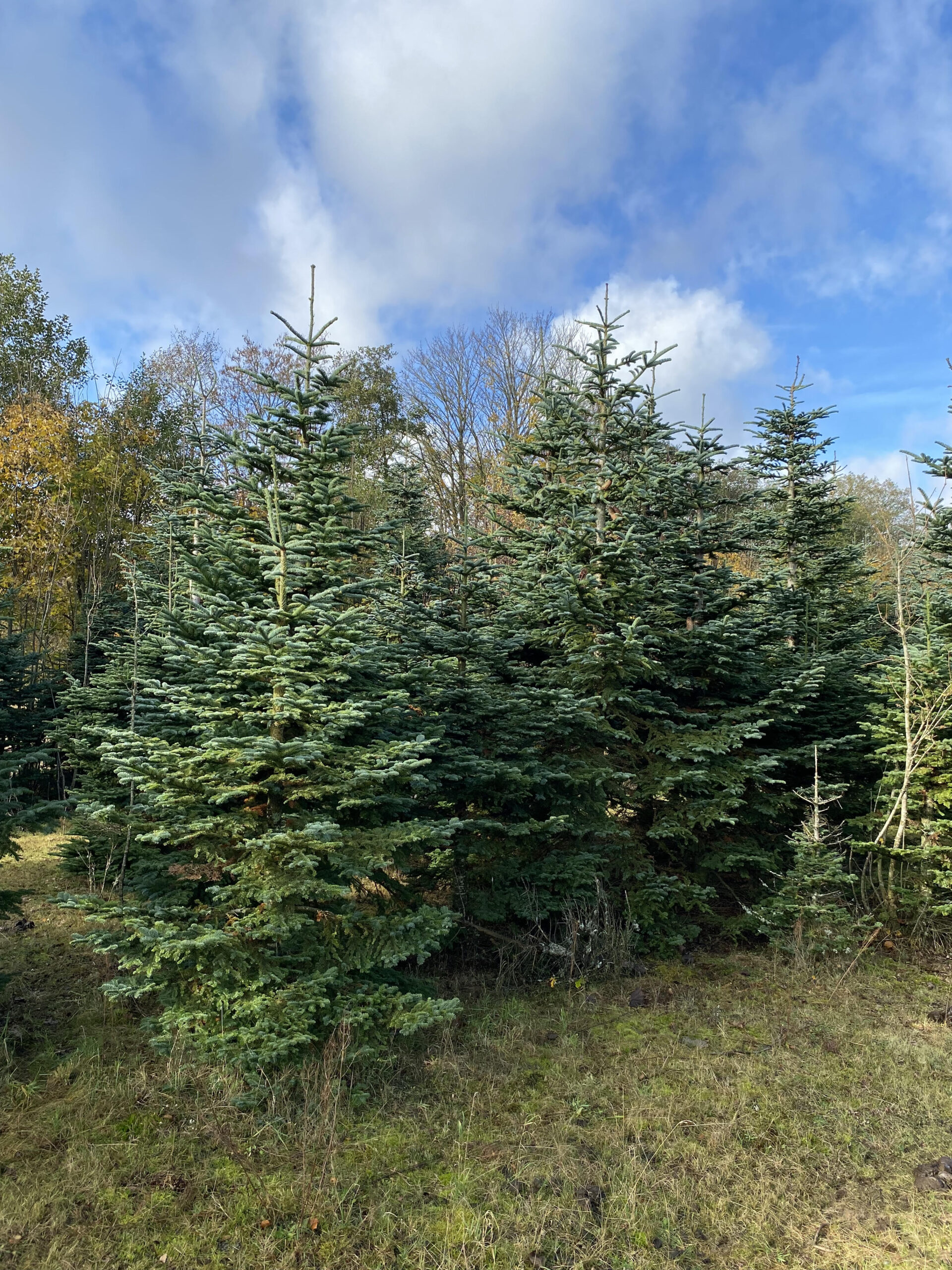 Read more about the article Gør døren høj gør porten vid