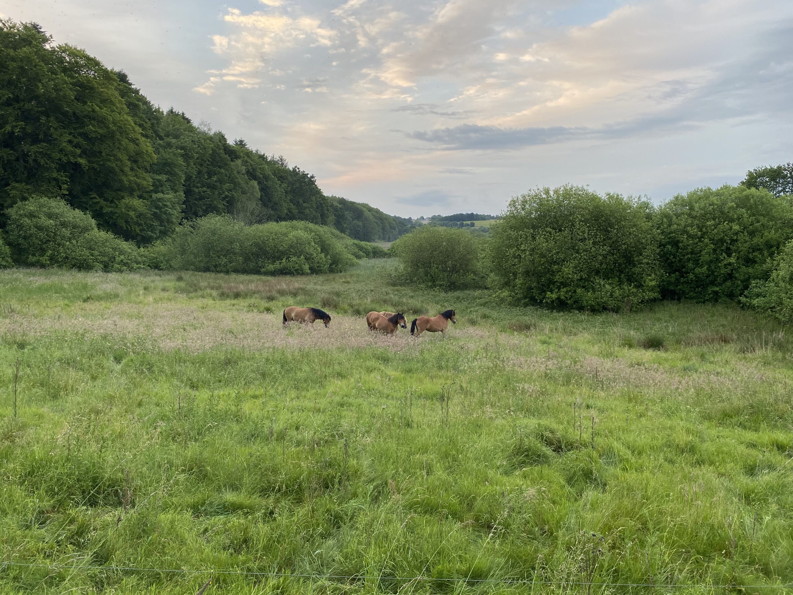 Read more about the article Natur-inspiration fra Alling til Alken