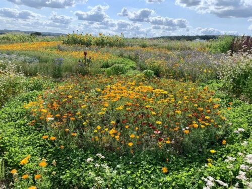 Havemøde i Alken Have