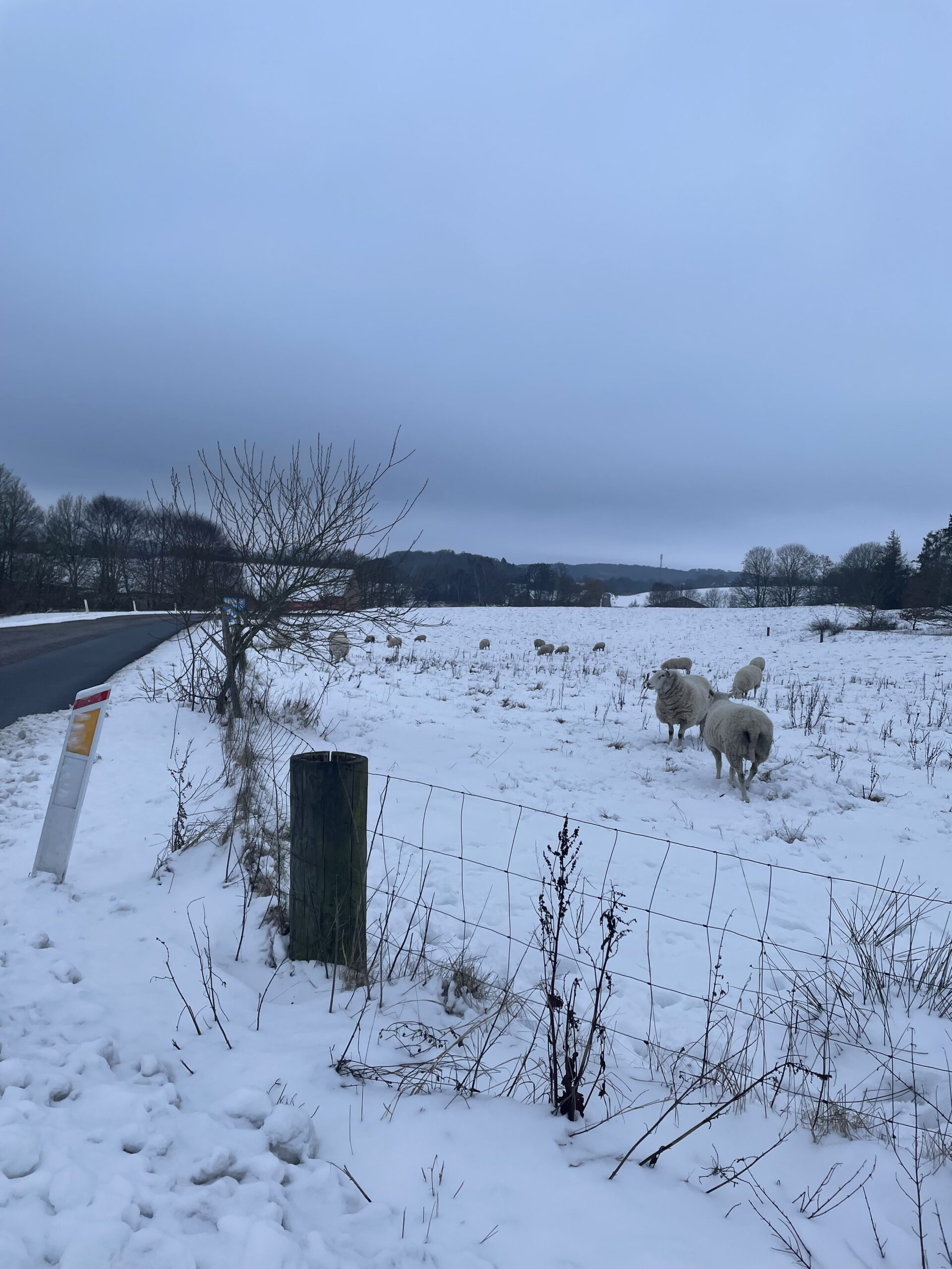 Read more about the article Det trækker ud med cykelsporet til Skanderborgvej – læs hvorfor