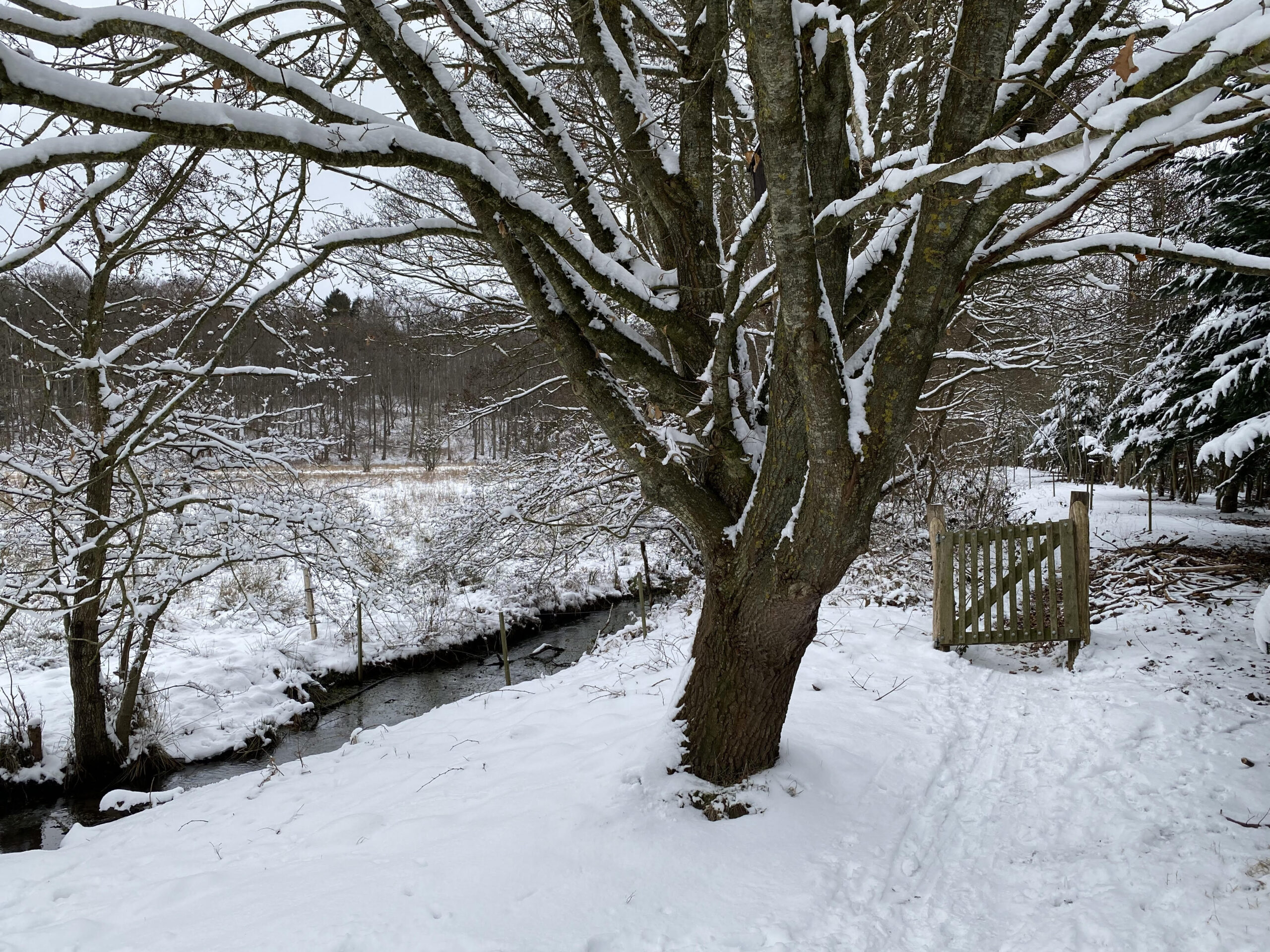 Read more about the article Make Alken green again