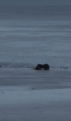 Odder stillede sulten på isen