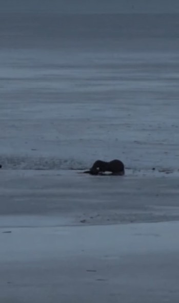 Read more about the article Odder stillede sulten på isen