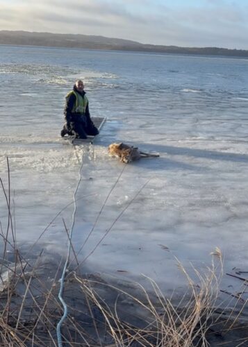 To brødre reddede rådyr fra våge i Mossøs is