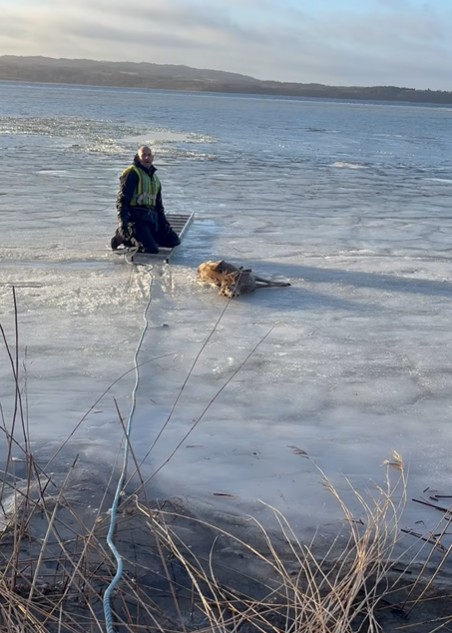 Read more about the article To brødre reddede rådyr fra våge i Mossøs is