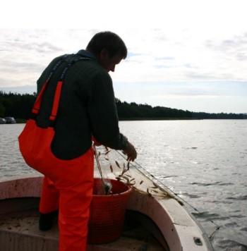 Vandremuslinger betyder flere aborrer og færre store sandarter i Mossø
