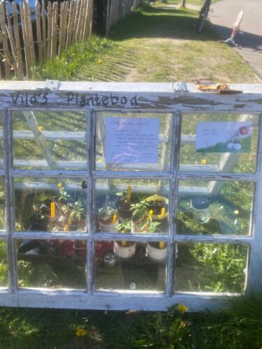 Vilde og Vilfred sælger forspirede tomatplanter